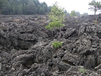 ova Gussonea-20110529 205